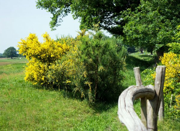 Camping De Groene Valk — Foto 4