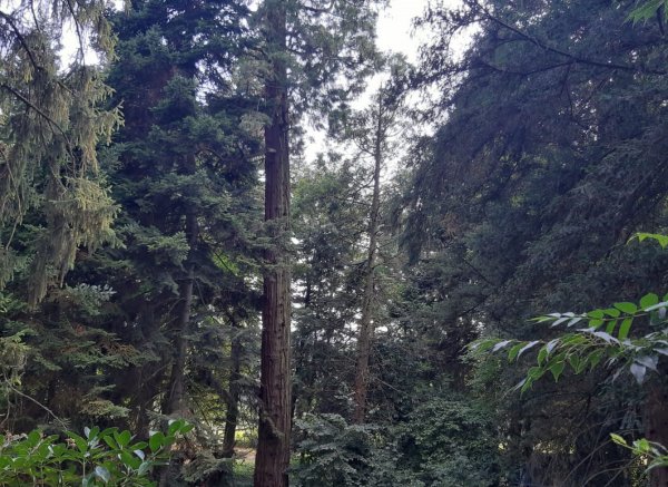 Bosque de la Ecovila Sequoia — Фото 3