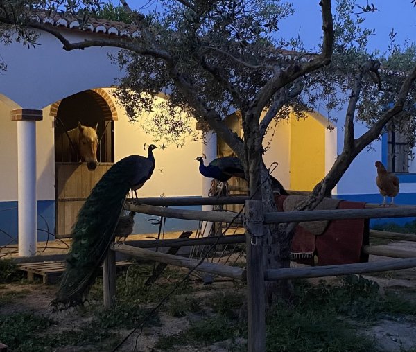 Monte das Louzeiras — Foto 4