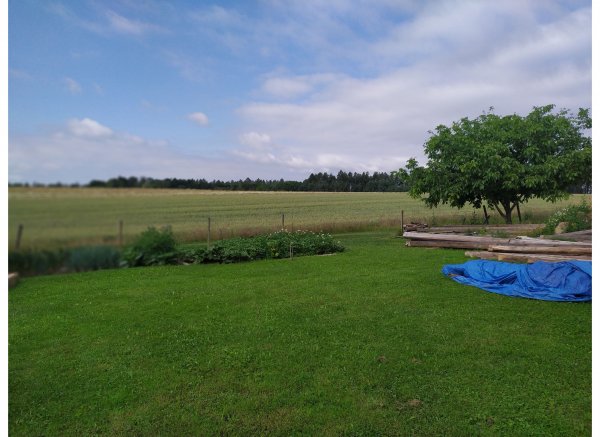 Little goat — Photo 4