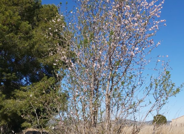 El campamento de las 21 hanegadas y media