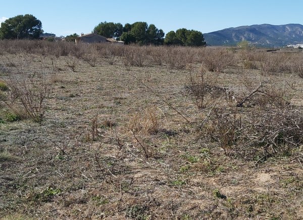 El campamento de las 21 hanegadas y media — Foto 5