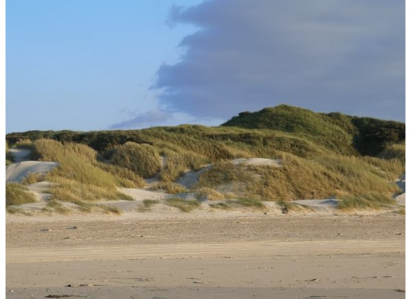 Rødhus Klit Camping — Photo 2