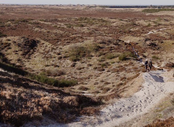 Rødhus Klit Camping — Photo 3