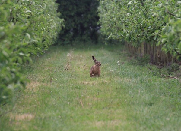 Natur Camp Kildevej — Photo 3