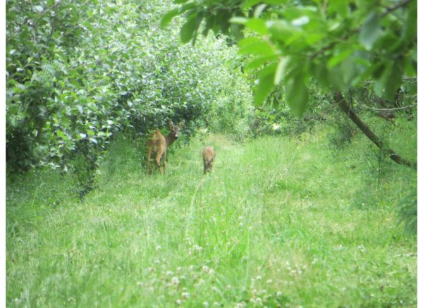 Natur Camp Kildevej — Photo 4