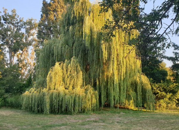 Camping de la touche — Photo 4