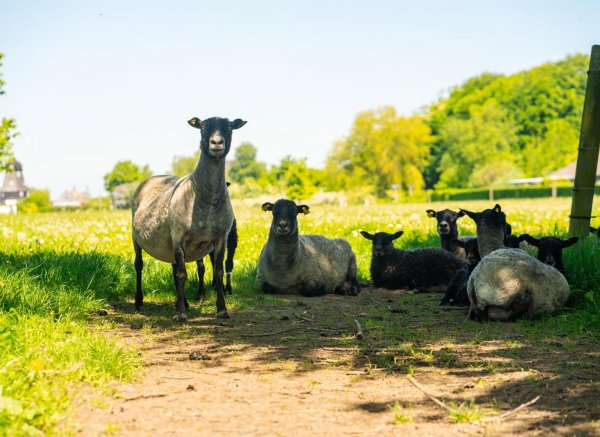Lægårdens camping — Photo 3