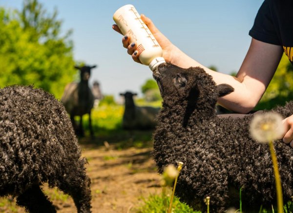 Lægårdens camping — Photo 4