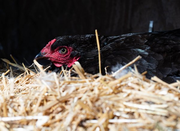 Lægårdens camping — Photo 6