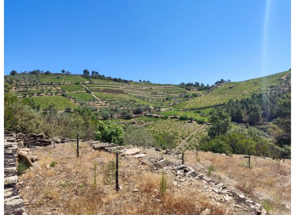 Peaceful Douro — Photo 2