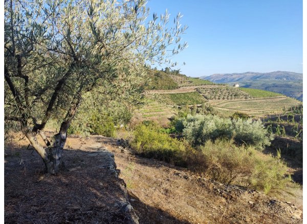 Peaceful Douro — Foto 3