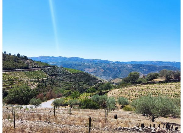 Peaceful Douro — Photo 3