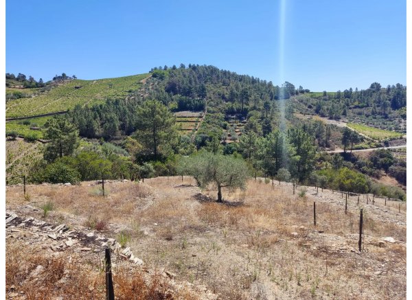 Peaceful Douro — Photo 5