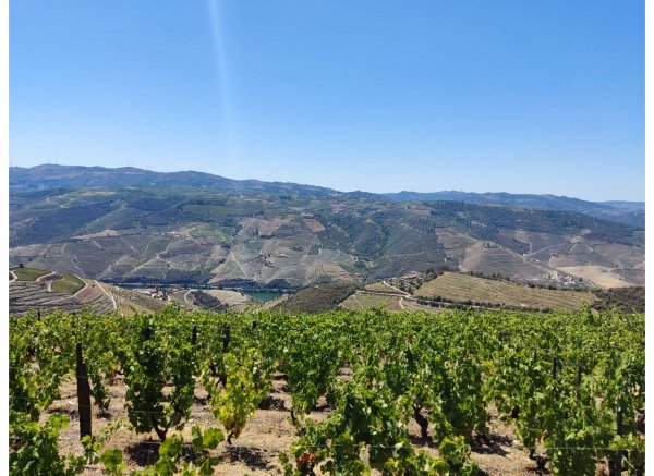 Peaceful Douro — Photo 6