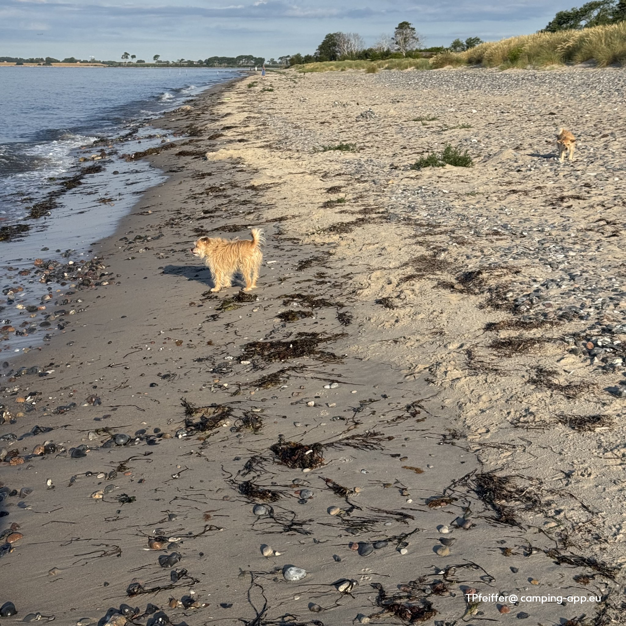 Møn Camping Hårbølle Strand — Foto 3
