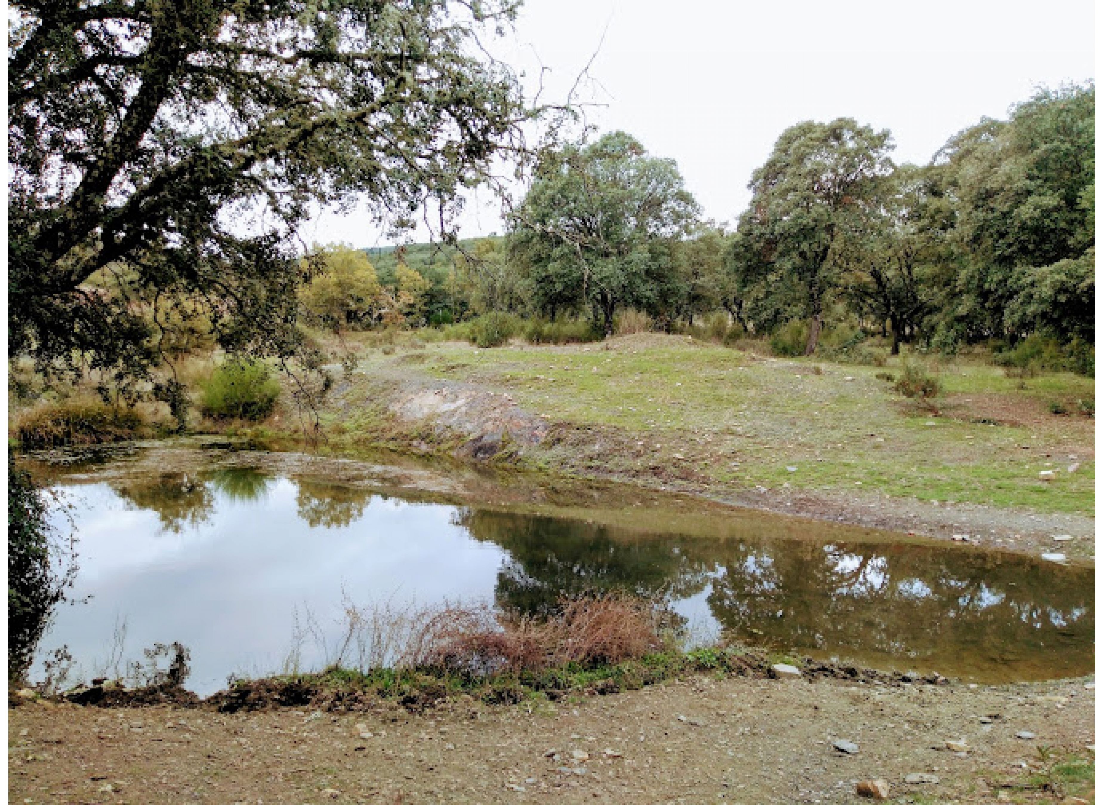 Country Club Cabañeros — Camping in Navas de Estena