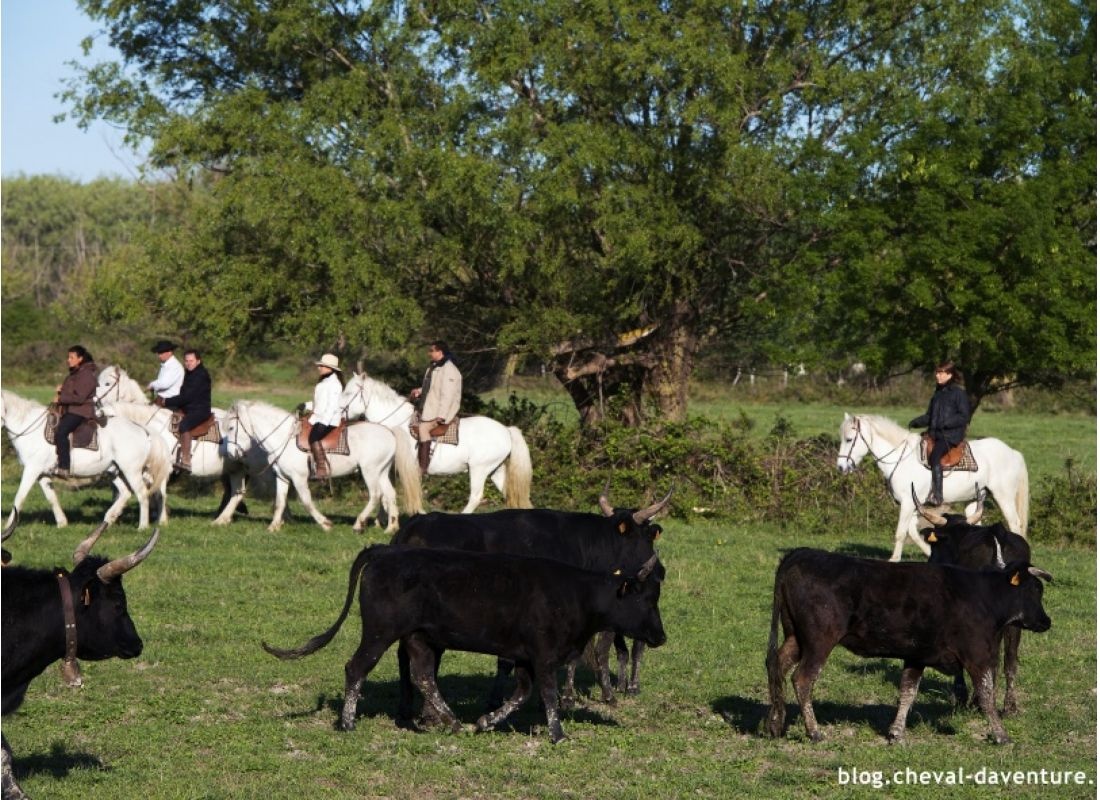 La Commanderie du Couvent — Area Autocaravanas in Saint-Laurent-d'Aigouze