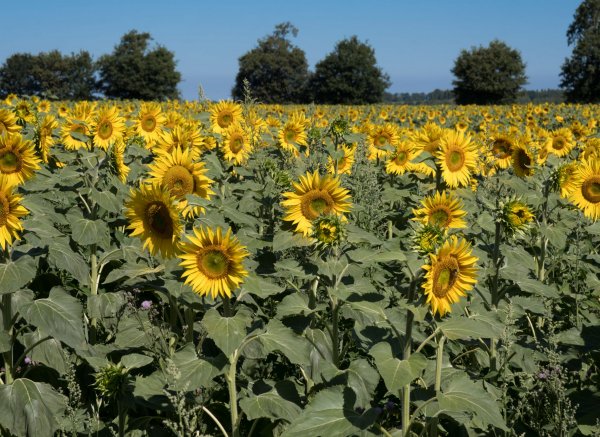 Camping La Viotterie — Photo 2