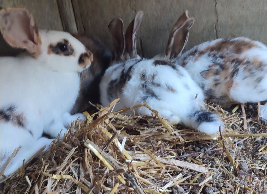 Camping à la ferme — Campingplats in Payrignac