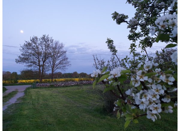 Hammarby — Photo 3