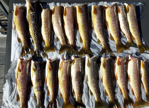 Sigridnes — Photo 3