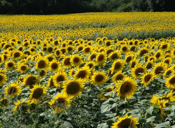 les Bergeries — Photo 2
