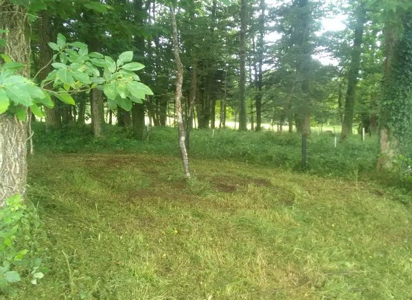 Le bois de kernaour — Photo 3