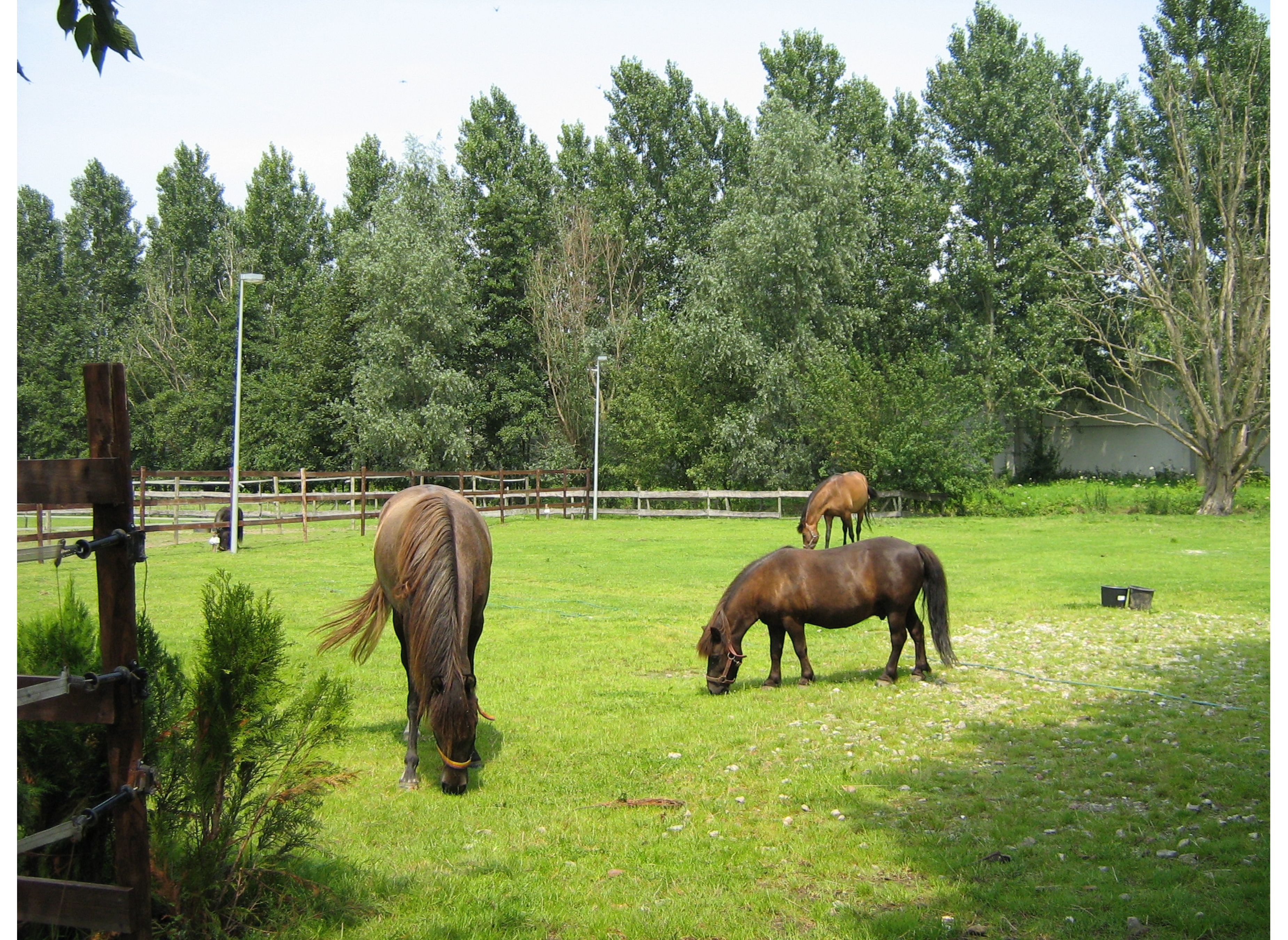 Minicamping de Eendenkooi — Campingplatz in Waardenburg