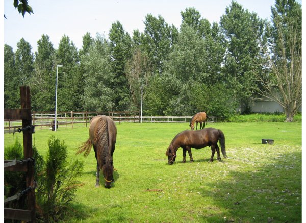 Minicamping de Eendenkooi