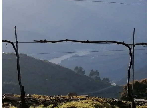 Pousa 'douro — Photo 5