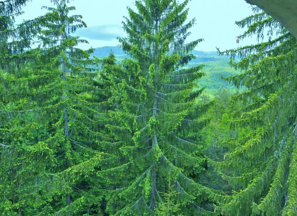 Kamp Beli gaber — Photo 6