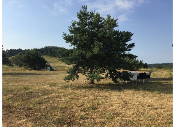 Lama Gîte des Puys — Photo 6