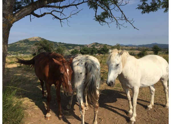 Lama Gîte des Puys — Foto 3