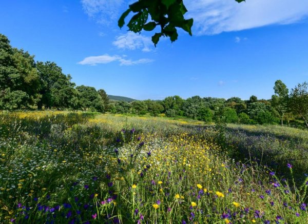 Quinta da Dourada — Photo 2