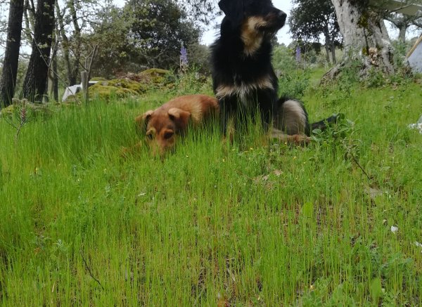 Vista alegre — Photo 2