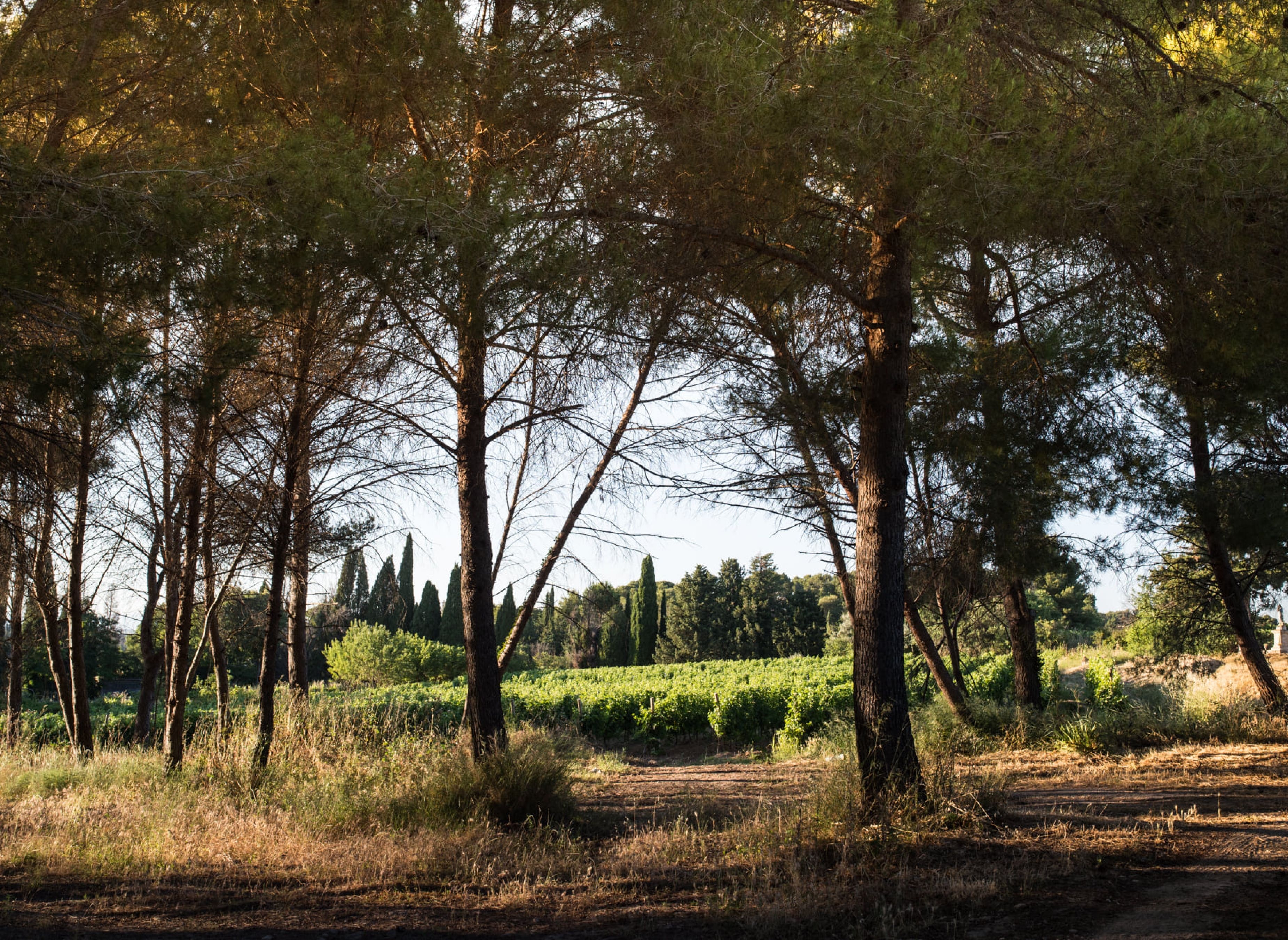 DOMAINE DE LA CONSEILLERE — Camping in Montagnac