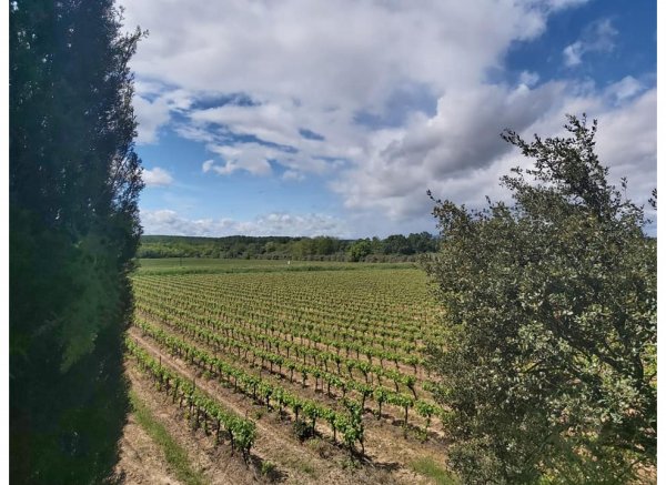 DOMAINE DE LA CONSEILLERE — Foto 2