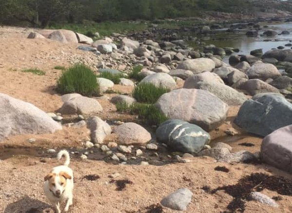 Thygegaard æbleplantage naturcamping — Foto 2