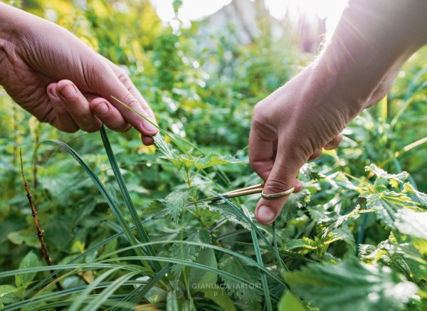 La Piraterie des Galinoux