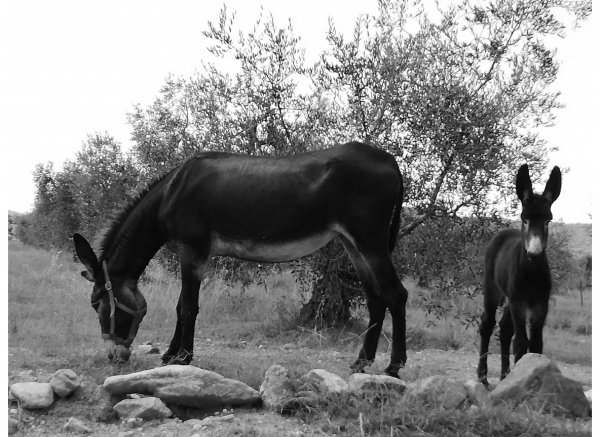 Agricamping La Brada Toscana — Photo 4