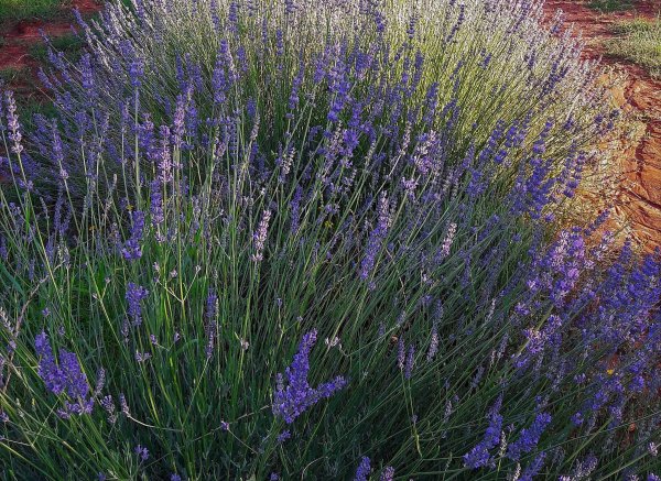 Agricamping La Brada Toscana — Photo 5