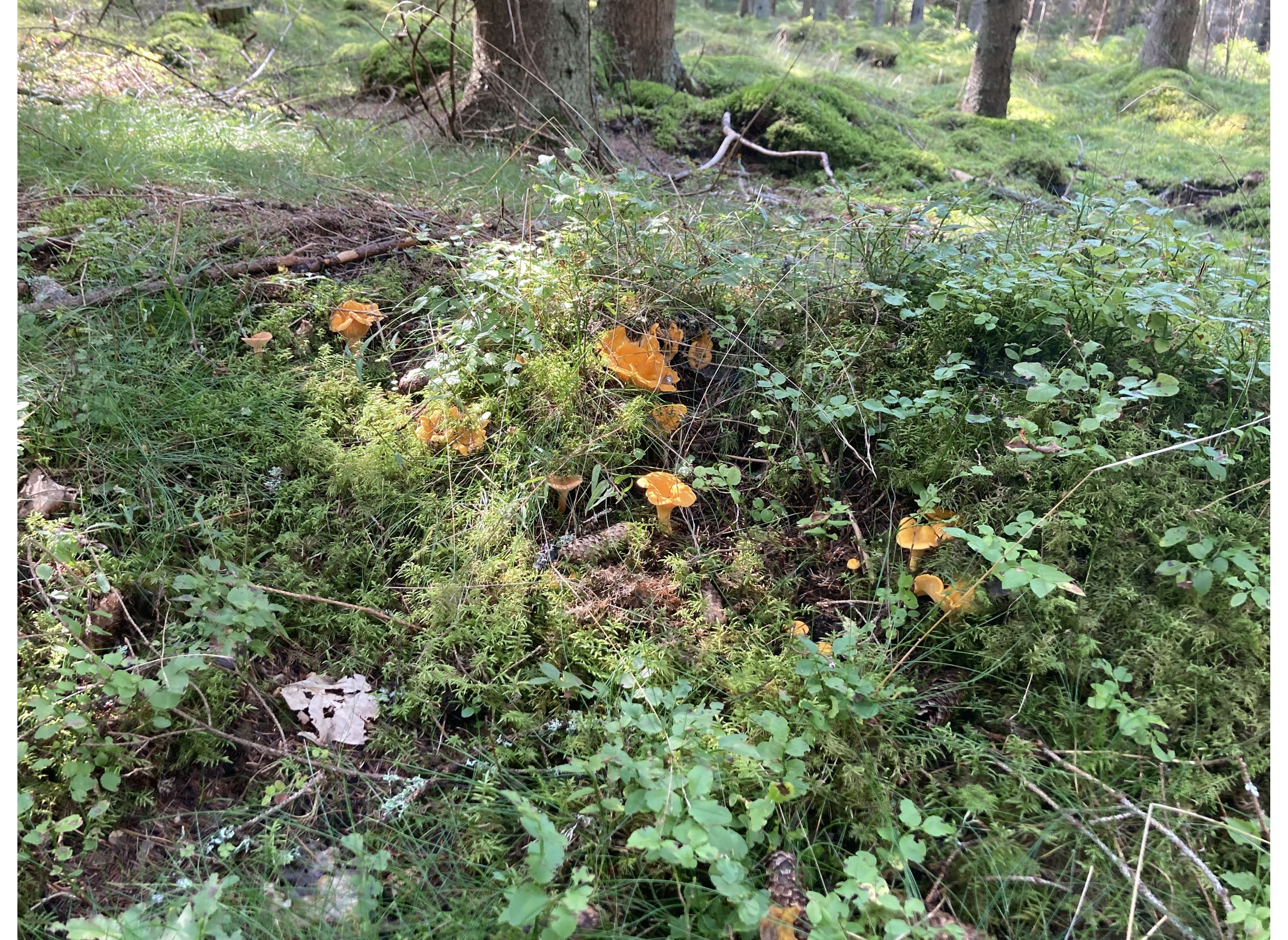 Stenkulla Norregård 1 — Cámping in Rottne
