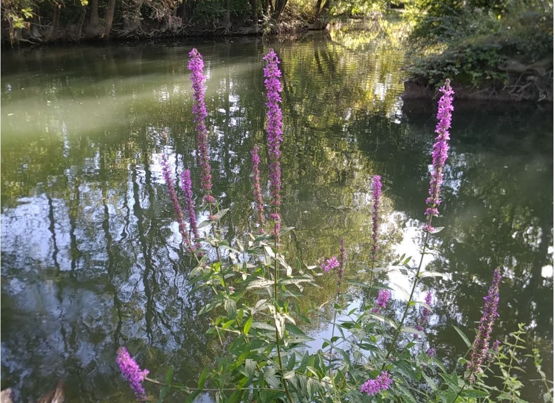 Îles de Chardet — Cámping in Mosnac