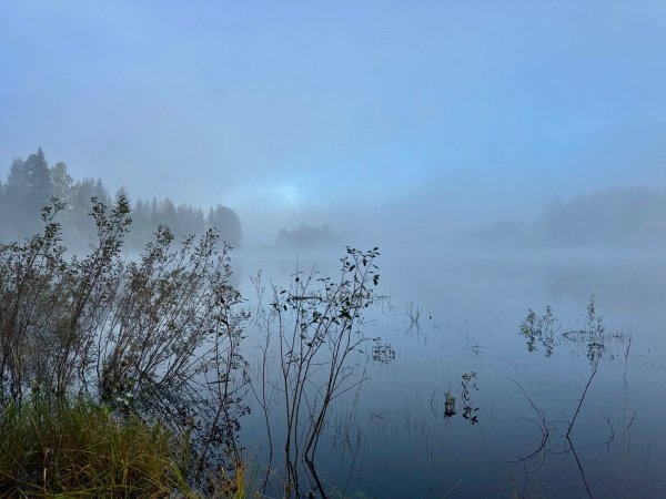 Nya Skogsgården — Foto 2