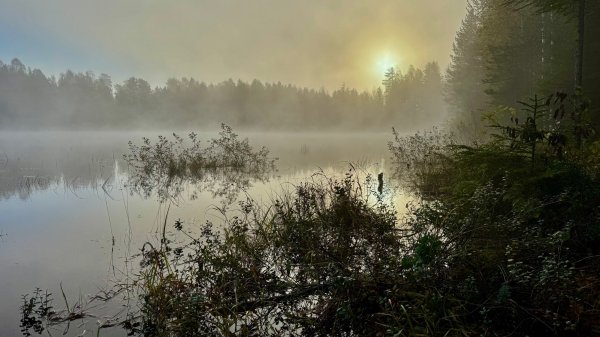 Nya Skogsgården — Foto 3