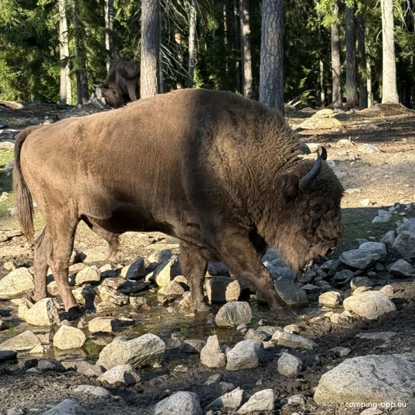 Kosta Safaripark Stellplatz — Foto 6