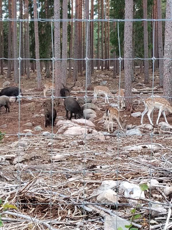 Kosta Safaripark Stellplatz — Photo 4
