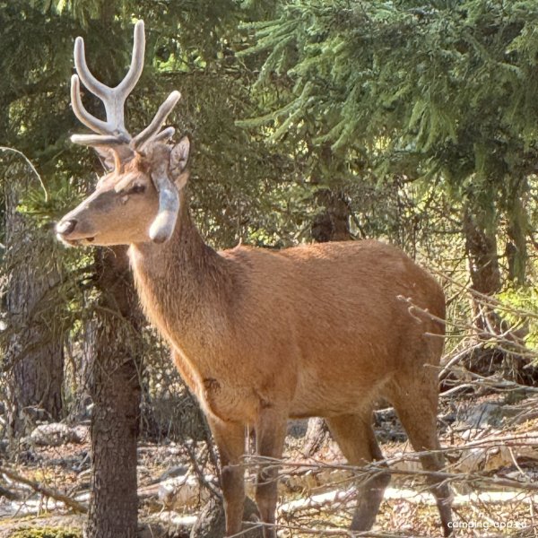 Kosta Safaripark Stellplatz — Foto 5