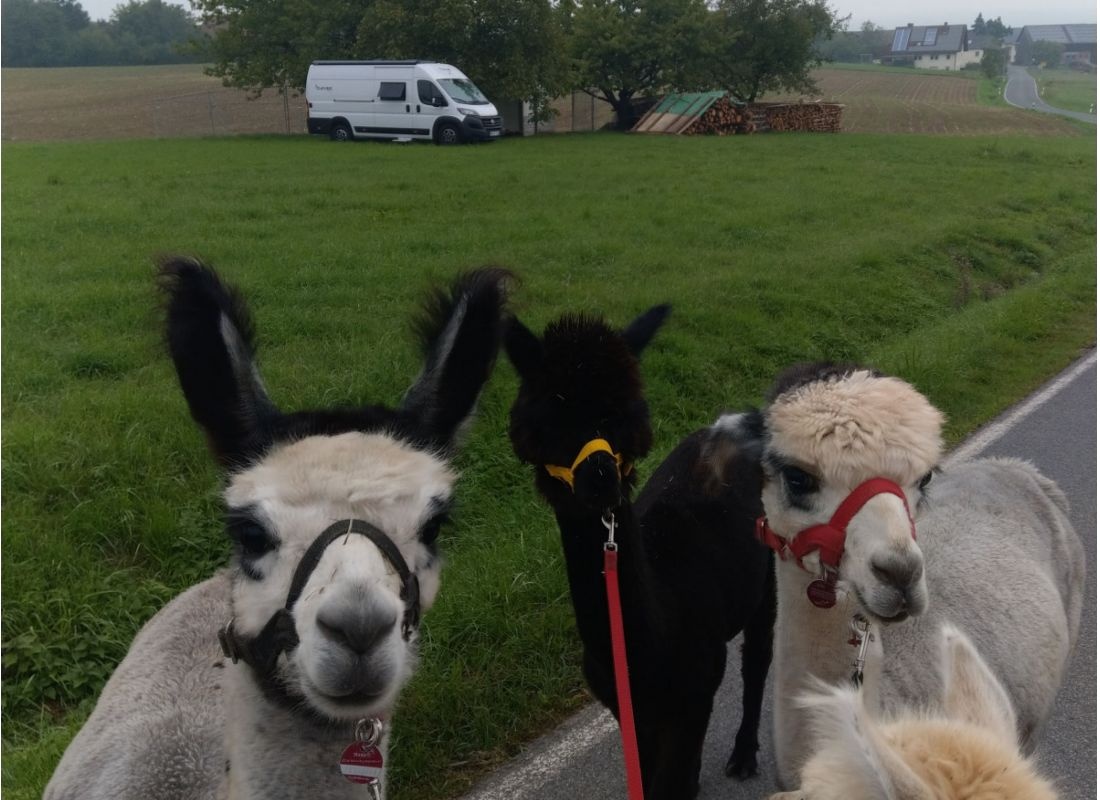 Himmelleite: Streuobstwiese als Wohlfühloase mit wunderschönen Ausblick und kleiner Alpakafarm — Area di sosta in Grub am Forst